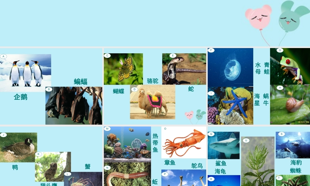 六年级科学上册 第2章 生物的世界 2.3 分类 动植物的分类教学课件 牛津上海版-牛津上海版小学六年级上册自然科学课件