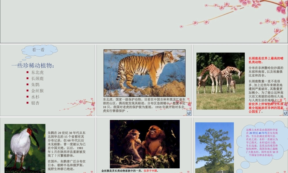 六年级科学上册 第2章 生物的世界 2.4 濒临灭绝的生物 一些珍稀动植物教学课件 牛津上海版-牛津上海版小学六年级上册自然科学课件