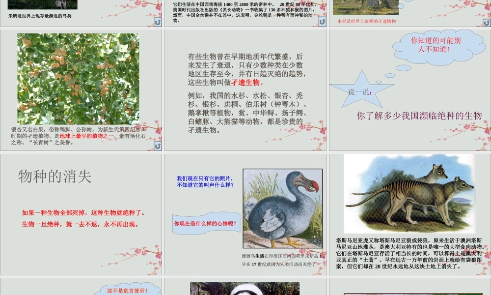 六年级科学上册 第2章 生物的世界 2.4 濒临灭绝的生物 一些珍稀动植物教学课件 牛津上海版-牛津上海版小学六年级上册自然科学课件