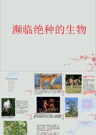 六年级科学上册 第2章 生物的世界 2.4 濒临灭绝的生物 一些珍稀动植物教学课件 牛津上海版-牛津上海版小学六年级上册自然科学课件