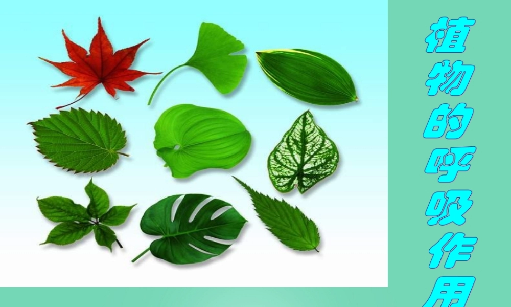 六年级科学下册 第七章 第四节 动植物与大气间的气体交换—植物的呼吸作用课件 牛津上海版五四制-牛津上海版小学六年级下册自然科学课件