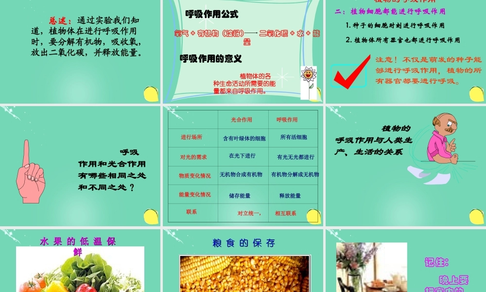 六年级科学下册 第七章 第四节 动植物与大气间的气体交换—植物的呼吸作用课件 牛津上海版五四制-牛津上海版小学六年级下册自然科学课件