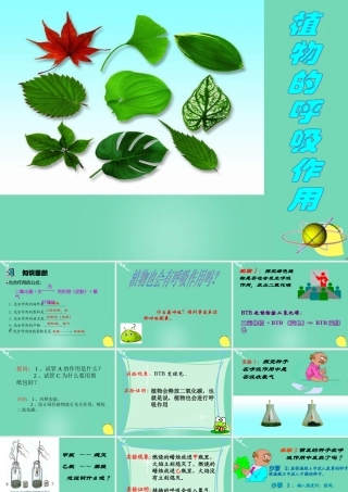 六年级科学下册 第七章 第四节 动植物与大气间的气体交换—植物的呼吸作用课件 牛津上海版五四制-牛津上海版小学六年级下册自然科学课件