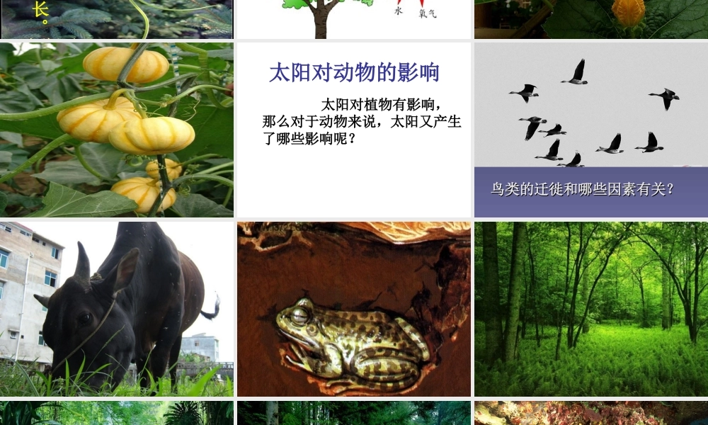 六年级科学下册 第三单元 9《太阳与动植物》课件 鄂教版-鄂教版小学六年级下册自然科学课件