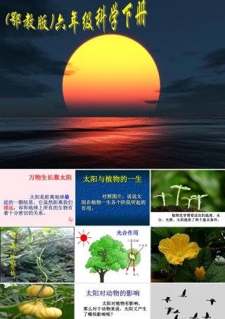六年级科学下册 第三单元 9《太阳与动植物》课件 鄂教版-鄂教版小学六年级下册自然科学课件