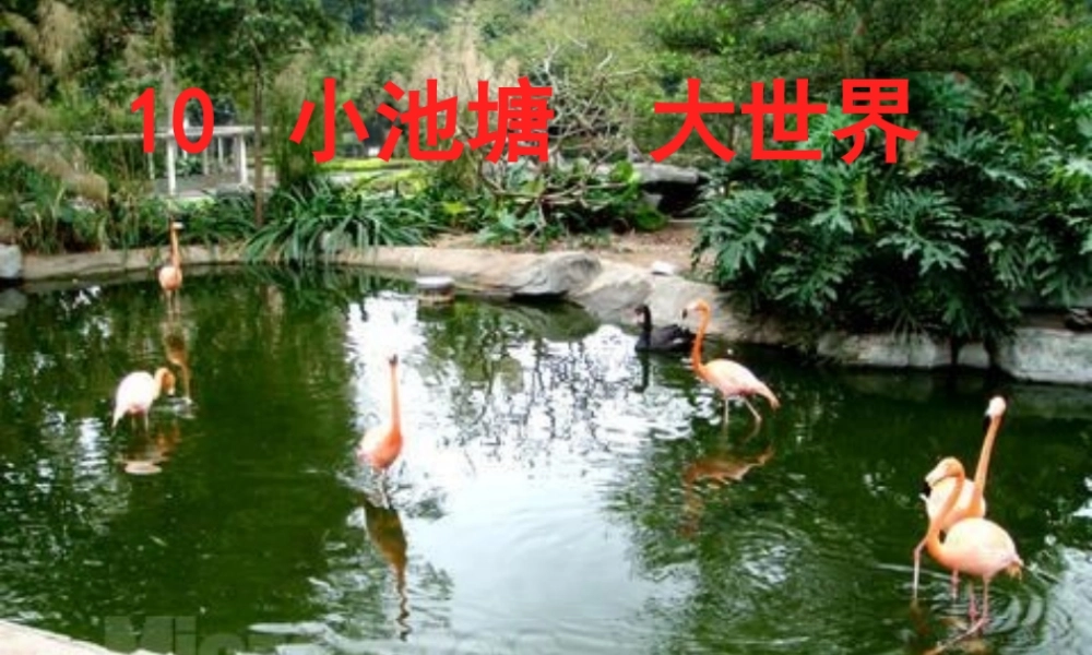 六年级科学下册 第三单元 有序的生态系统 第10课《小池塘大世界》课件（3） 冀教版-冀教版小学六年级下册自然科学课件
