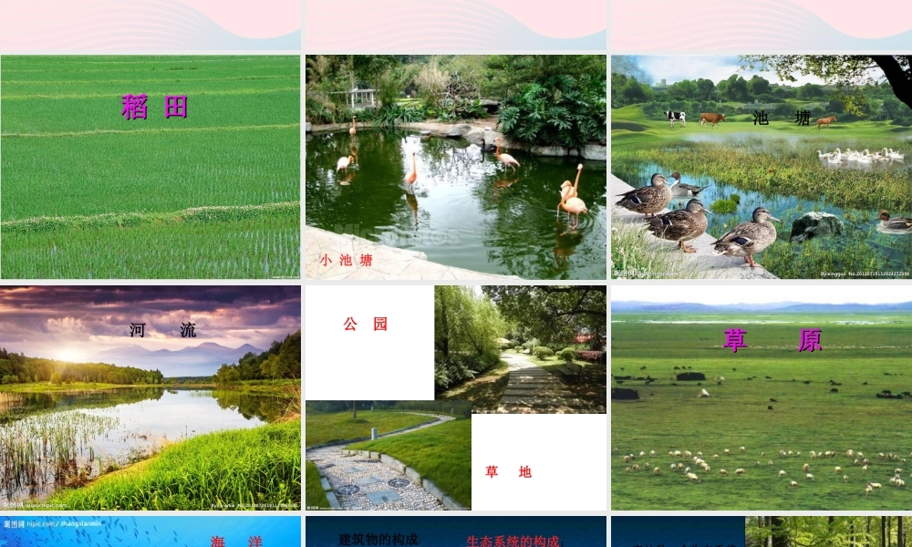 六年级科学下册 第三单元 有序的生态系统 第10课《小池塘大世界》课件（3） 冀教版-冀教版小学六年级下册自然科学课件