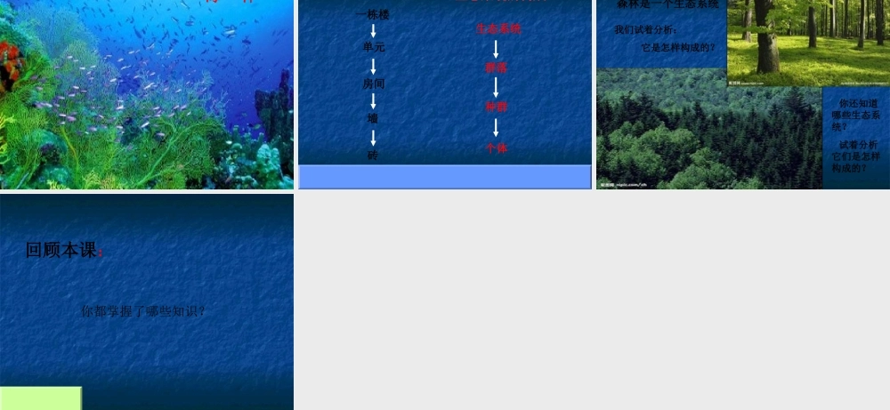 六年级科学下册 第三单元 有序的生态系统 第10课《小池塘大世界》课件（3） 冀教版-冀教版小学六年级下册自然科学课件