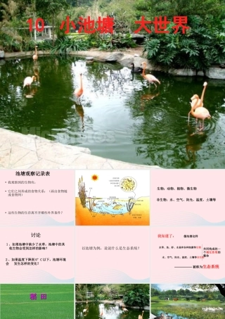 六年级科学下册 第三单元 有序的生态系统 第10课《小池塘大世界》课件（3） 冀教版-冀教版小学六年级下册自然科学课件