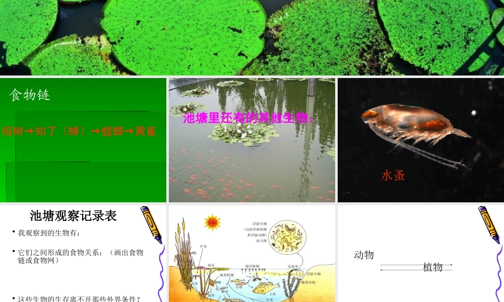 六年级科学下册 第三单元 有序的生态系统 第10课《小池塘大世界》课件（4） 冀教版-冀教版小学六年级下册自然科学课件