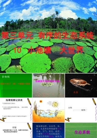 六年级科学下册 第三单元 有序的生态系统 第10课《小池塘大世界》课件（4） 冀教版-冀教版小学六年级下册自然科学课件