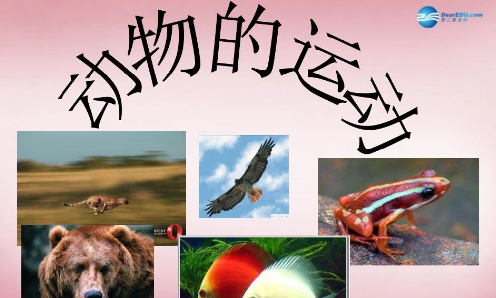 六年级科学上册 第3单元 13 动物的运动课件1 青岛版