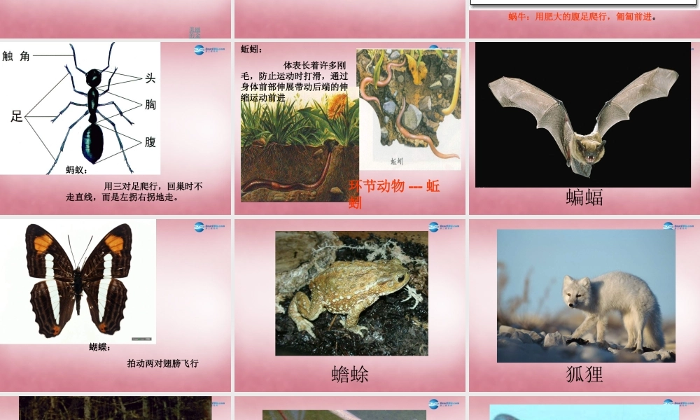 六年级科学上册 第3单元 13 动物的运动课件1 青岛版