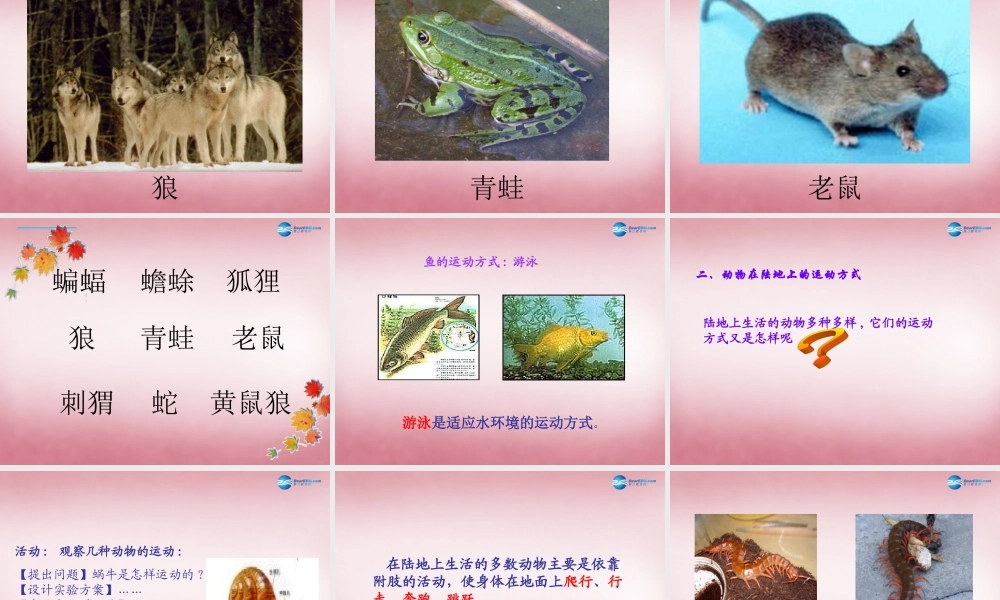 六年级科学上册 第3单元 13 动物的运动课件1 青岛版