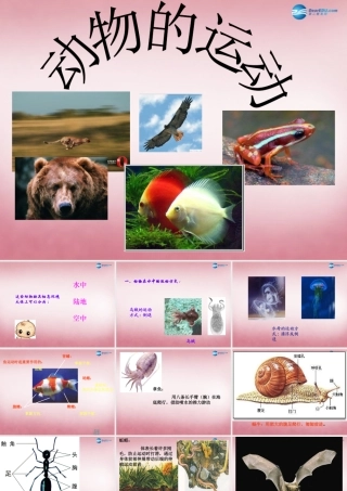 六年级科学上册 第3单元 13 动物的运动课件1 青岛版