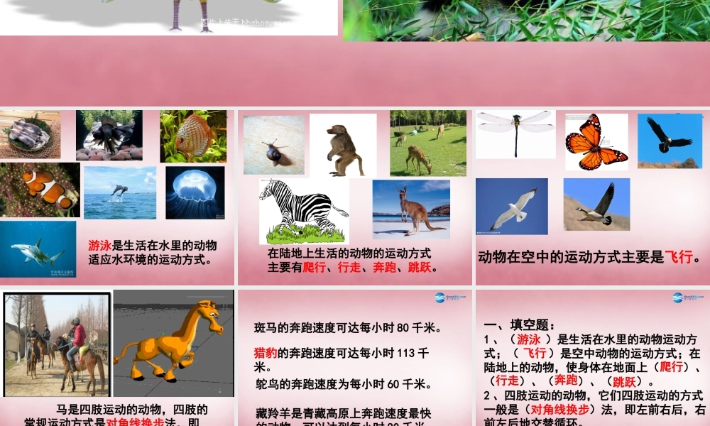 六年级科学上册 第3单元 13 动物的运动课件2 青岛版