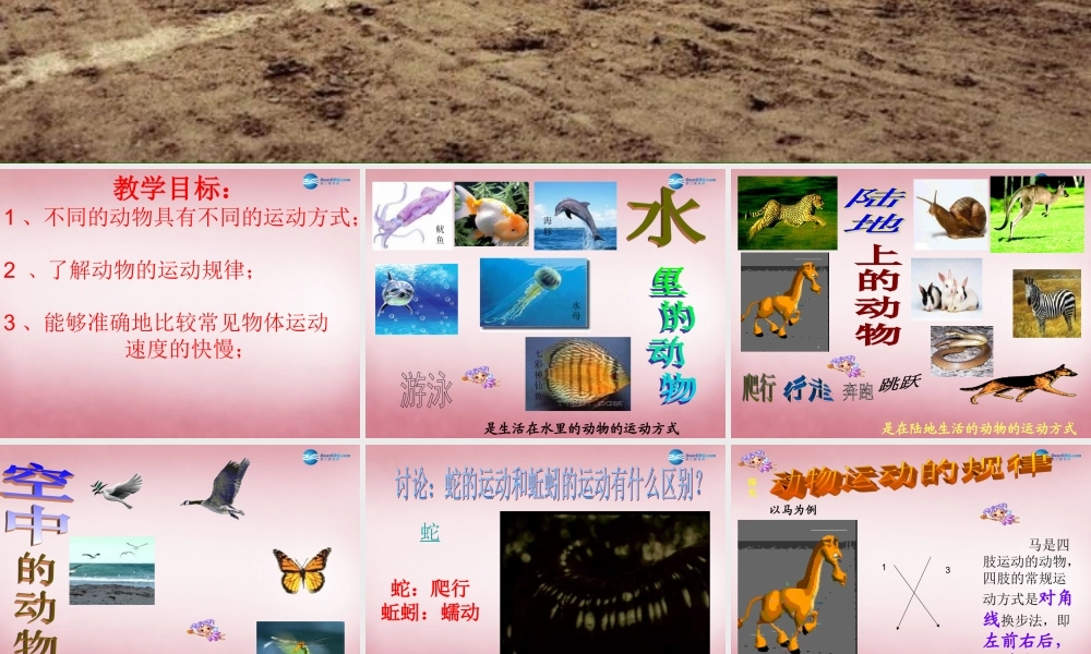 六年级科学上册 第3单元 13 动物的运动课件3 青岛版