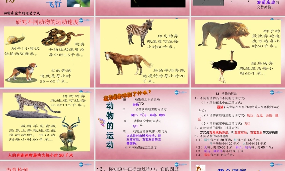 六年级科学上册 第3单元 13 动物的运动课件3 青岛版