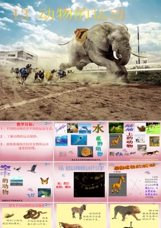 六年级科学上册 第3单元 13 动物的运动课件3 青岛版