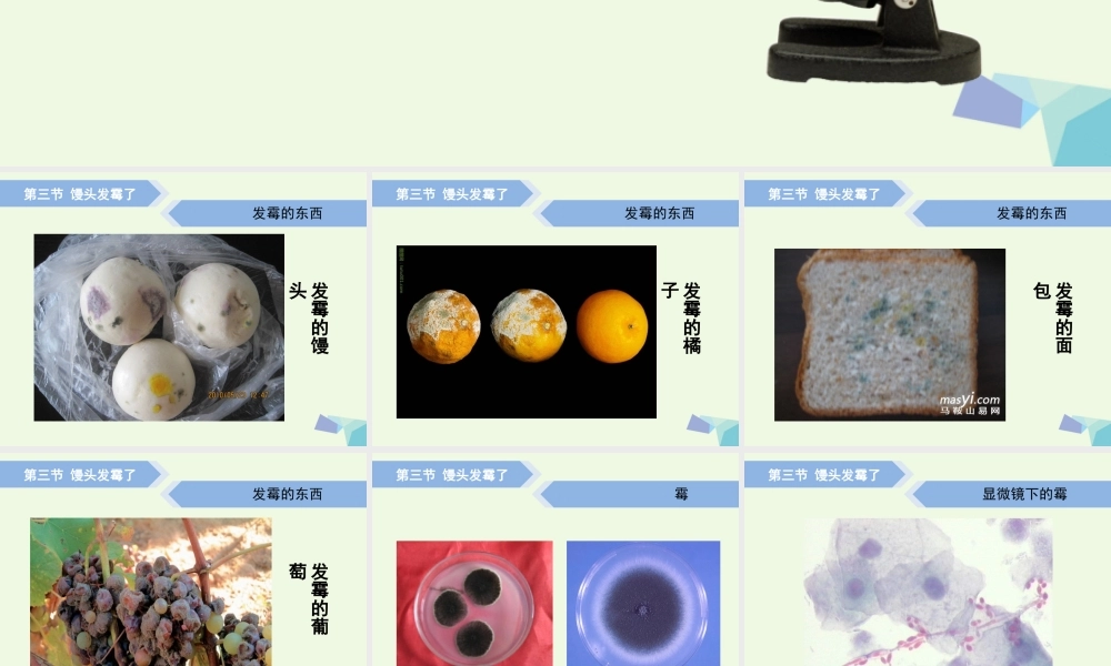 六年级科学上册 馒头发霉了课件1 青岛版-青岛版小学六年级上册自然科学课件