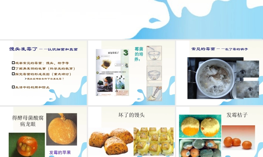 六年级科学上册 馒头发霉了课件1 苏教版