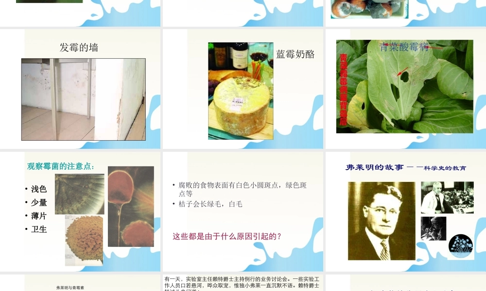 六年级科学上册 馒头发霉了课件1 苏教版