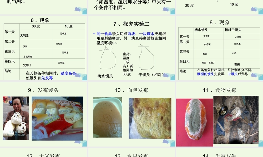 六年级科学上册 馒头发霉了课件2 青岛版-青岛版小学六年级上册自然科学课件