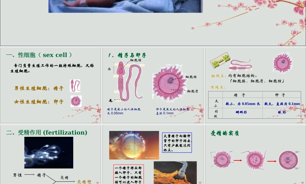 六年级科学上册 第3章 细胞与生殖 3.2 生命的诞生与成长教学课件 牛津上海版-牛津上海版小学六年级上册自然科学课件