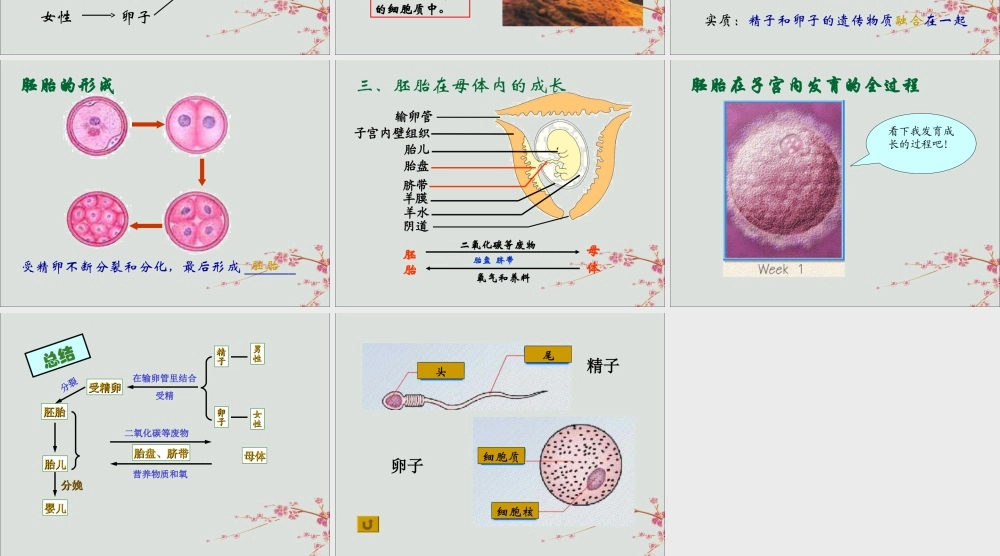 六年级科学上册 第3章 细胞与生殖 3.2 生命的诞生与成长教学课件 牛津上海版-牛津上海版小学六年级上册自然科学课件