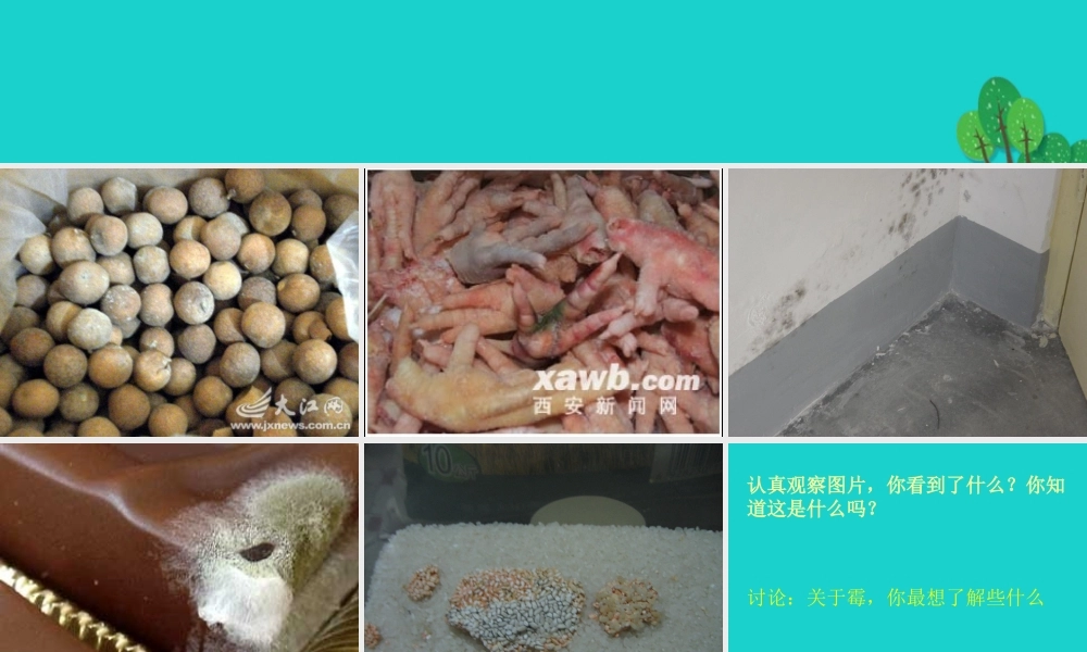 六年级科学上册 馒头发霉了课件2 苏教版-苏教版小学六年级上册自然科学课件