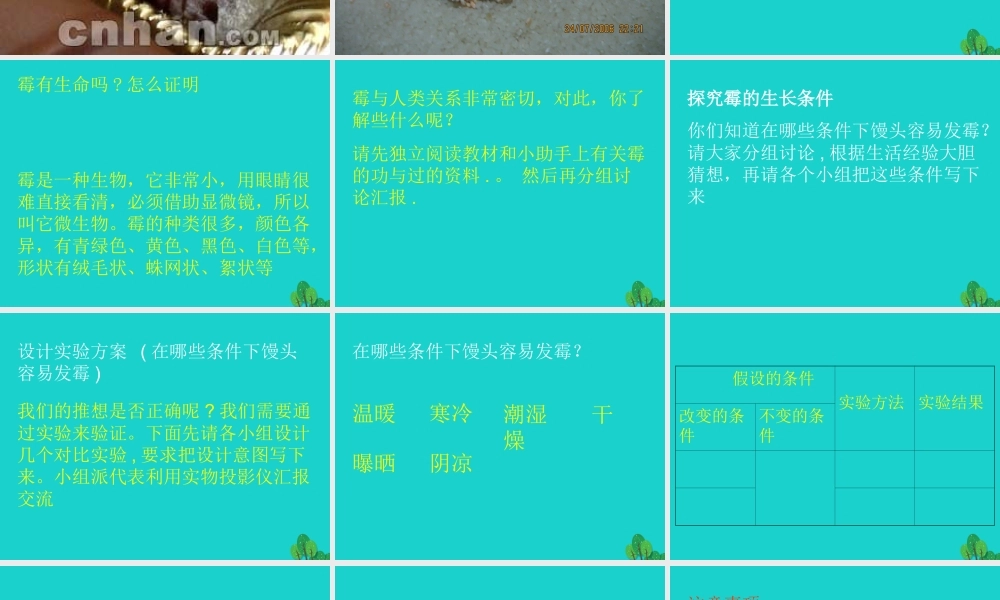 六年级科学上册 馒头发霉了课件2 苏教版-苏教版小学六年级上册自然科学课件