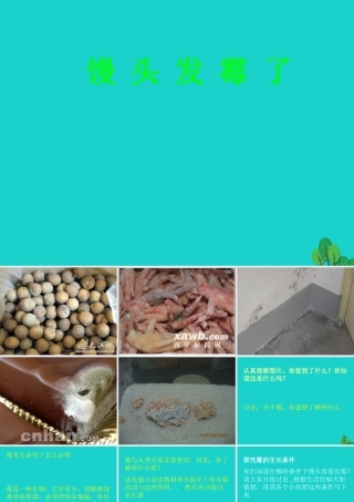 六年级科学上册 馒头发霉了课件2 苏教版-苏教版小学六年级上册自然科学课件