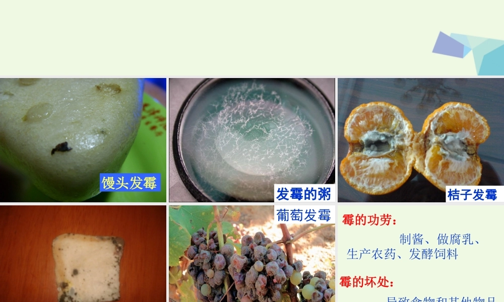 六年级科学上册 馒头发霉了课件3 青岛版-青岛版小学六年级上册自然科学课件