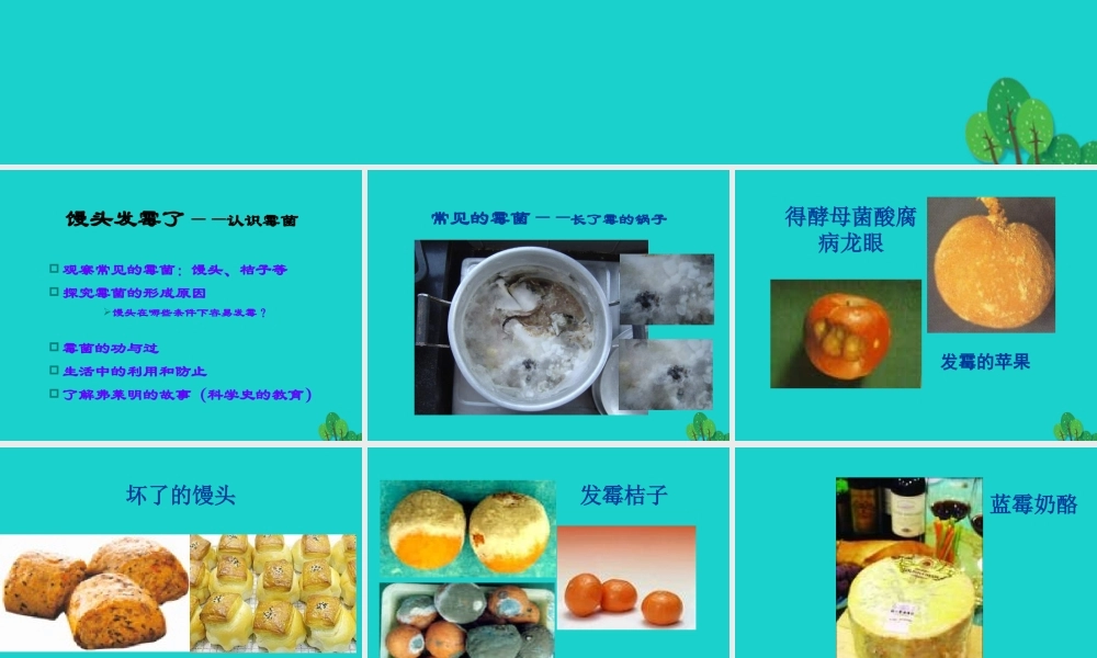 六年级科学上册 馒头发霉了课件3 苏教版-苏教版小学六年级上册自然科学课件