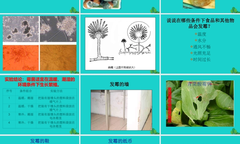 六年级科学上册 馒头发霉了课件3 苏教版-苏教版小学六年级上册自然科学课件