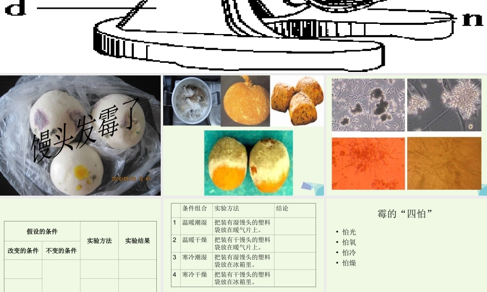 六年级科学上册 馒头发霉了课件4 苏教版-苏教版小学六年级上册自然科学课件