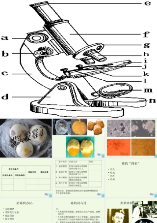 六年级科学上册 馒头发霉了课件4 苏教版-苏教版小学六年级上册自然科学课件