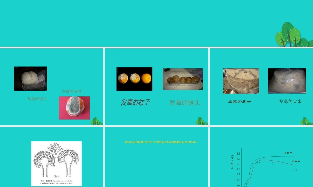六年级科学上册 馒头发霉了课件5 苏教版-苏教版小学六年级上册自然科学课件