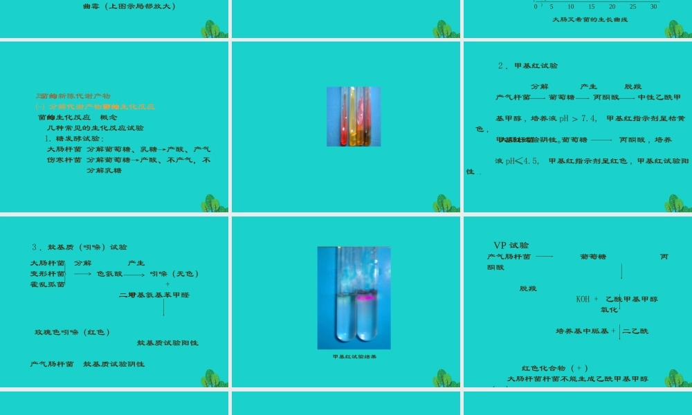六年级科学上册 馒头发霉了课件5 苏教版-苏教版小学六年级上册自然科学课件