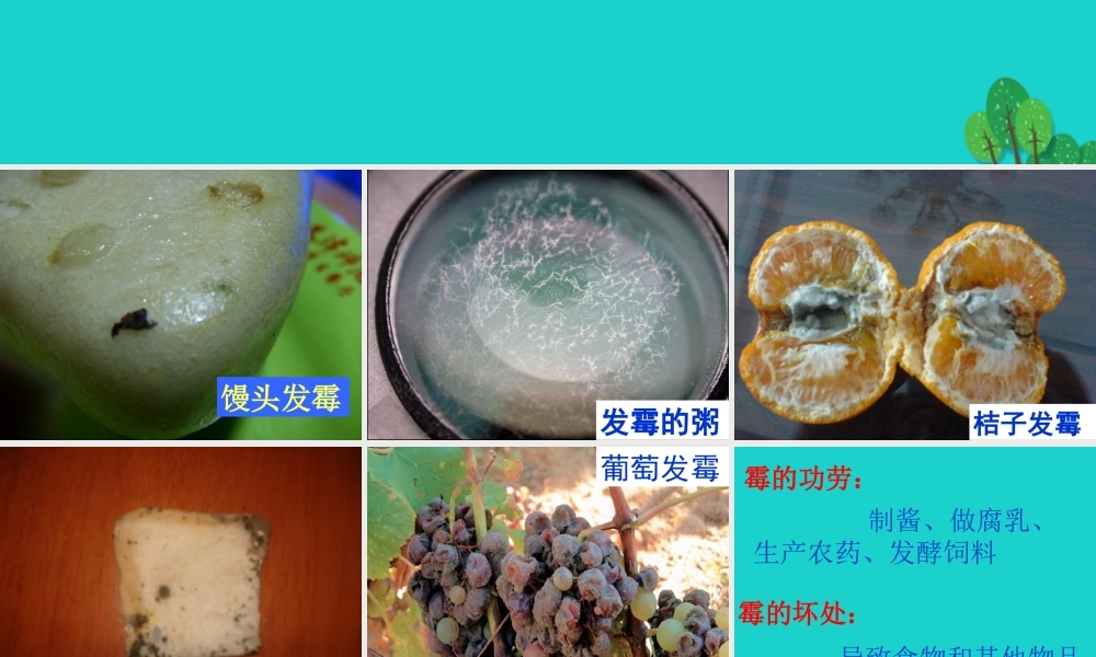 六年级科学上册 馒头发霉了课件6 苏教版-苏教版小学六年级上册自然科学课件