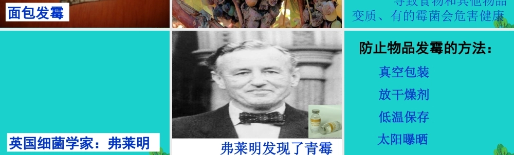 六年级科学上册 馒头发霉了课件6 苏教版-苏教版小学六年级上册自然科学课件