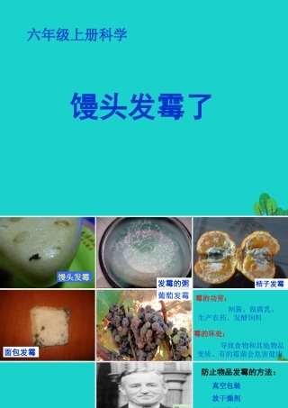 六年级科学上册 馒头发霉了课件6 苏教版-苏教版小学六年级上册自然科学课件