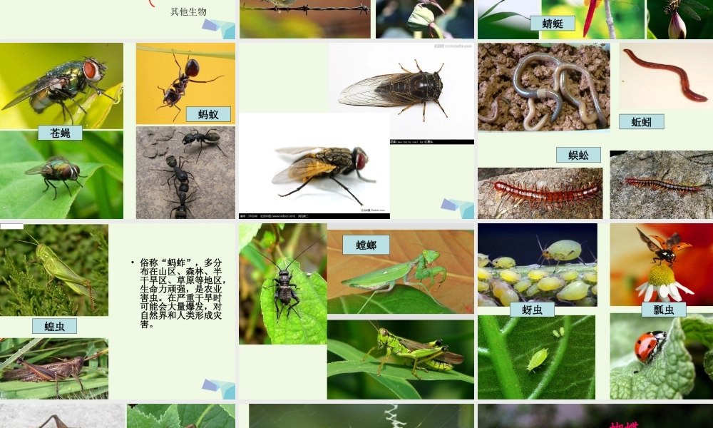 六年级科学上册 4.1 校园生物大搜索课件1 教科版-教科版小学六年级上册自然科学课件