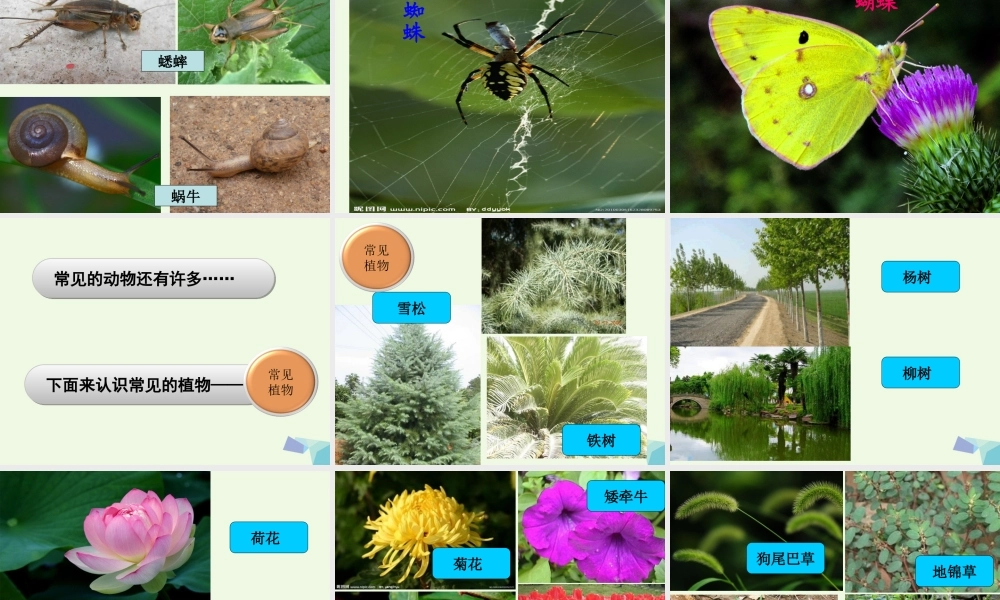 六年级科学上册 4.1 校园生物大搜索课件1 教科版-教科版小学六年级上册自然科学课件