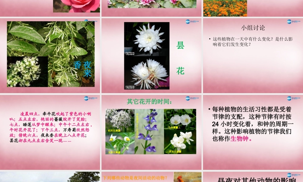 六年级科学上册 第4单元 15 昼夜与生物课件2 青岛版