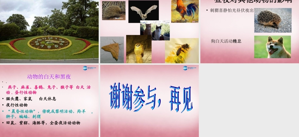 六年级科学上册 第4单元 15 昼夜与生物课件2 青岛版