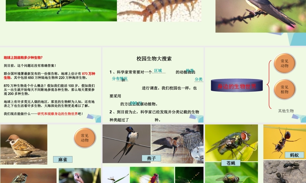 六年级科学上册 4.1 校园生物大搜索课件2 教科版-教科版小学六年级上册自然科学课件