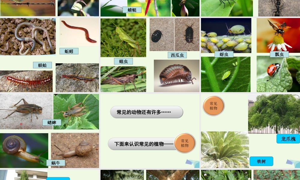 六年级科学上册 4.1 校园生物大搜索课件2 教科版-教科版小学六年级上册自然科学课件