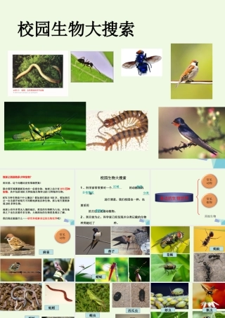 六年级科学上册 4.1 校园生物大搜索课件2 教科版-教科版小学六年级上册自然科学课件