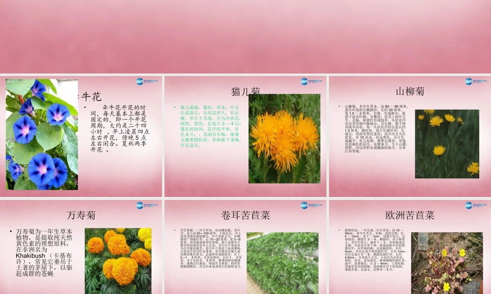 六年级科学上册 第4单元 15 昼夜与生物课件4 青岛版